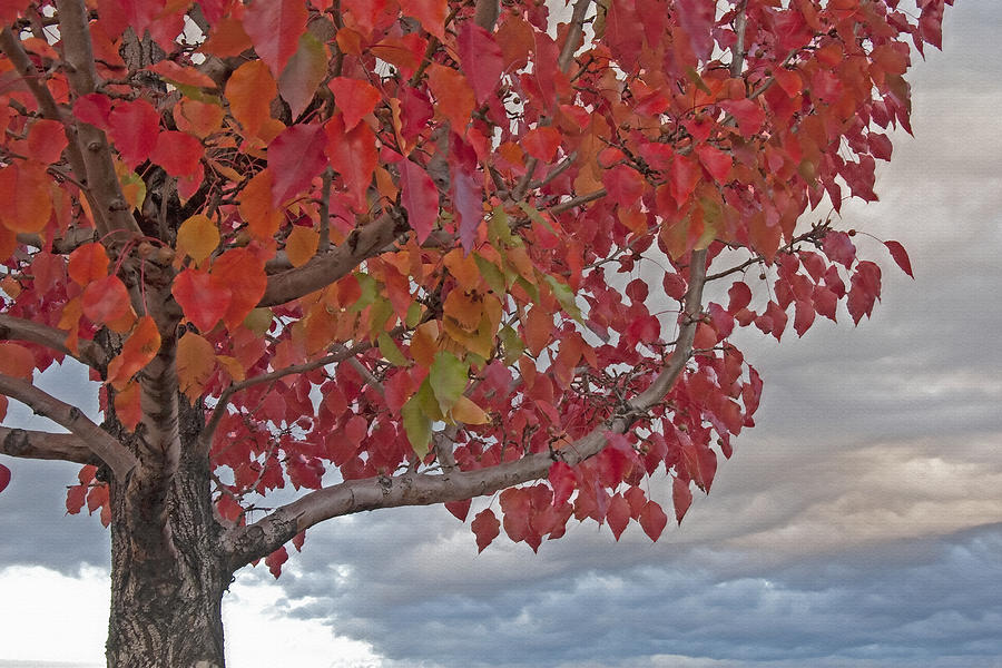 Autumn Tree Study 2 Photograph by Steve Ohlsen - Fine Art America