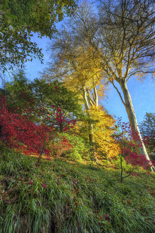 Autumn Tree Sunshine v2 Photograph by Ian Mitchell