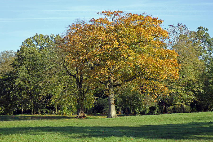 Autumn Tree Photograph by Tony Murtagh