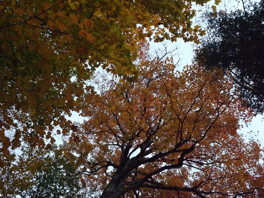 Autumn Tree Tops Photograph by Cheryl King