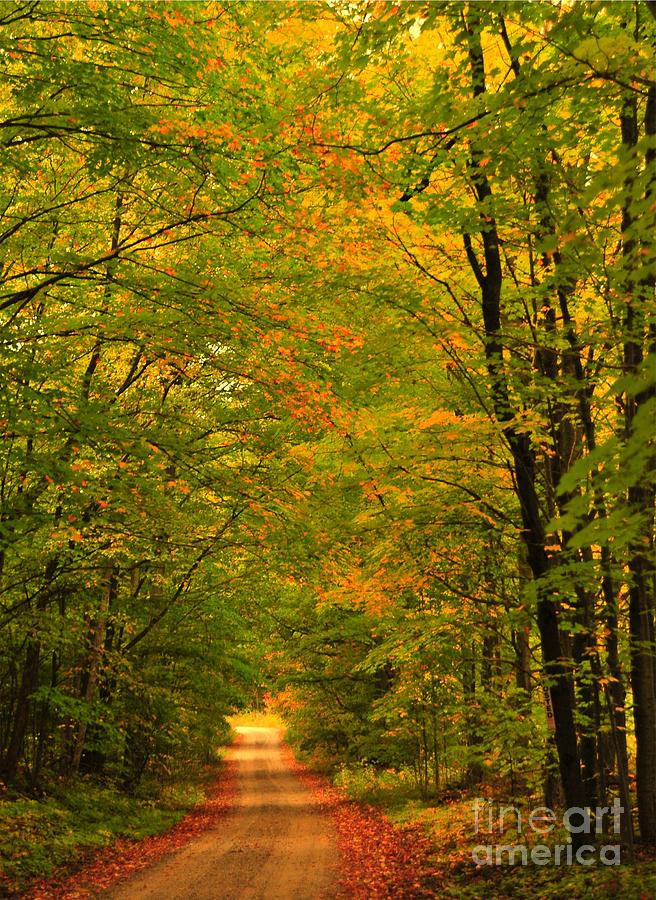 Autumn Tree Tunnel Photograph by Terri Gostola