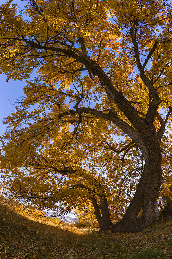 Autumn tree Photograph by Vishwanath Bhat