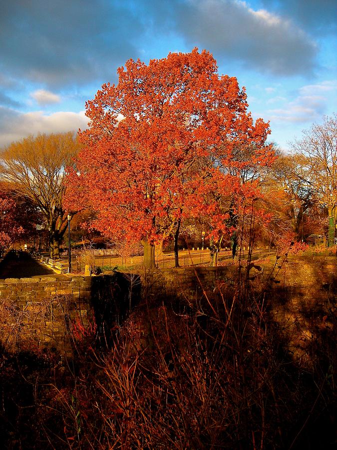 Autumn Tree Photograph by Ydania Ogando