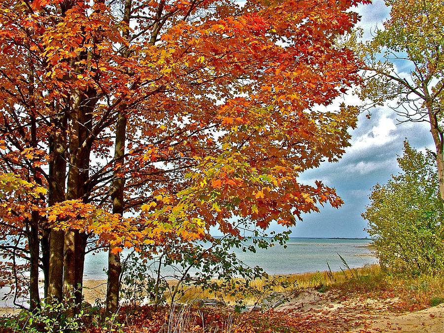 Maple Trees along Lake Michigan on Old Mission Peninsula-Michigan Photograph by Ruth Hager