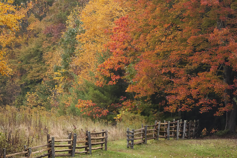 Tree Photograph - Autumn Trees and Fence  by Jo Ann Tomaselli
