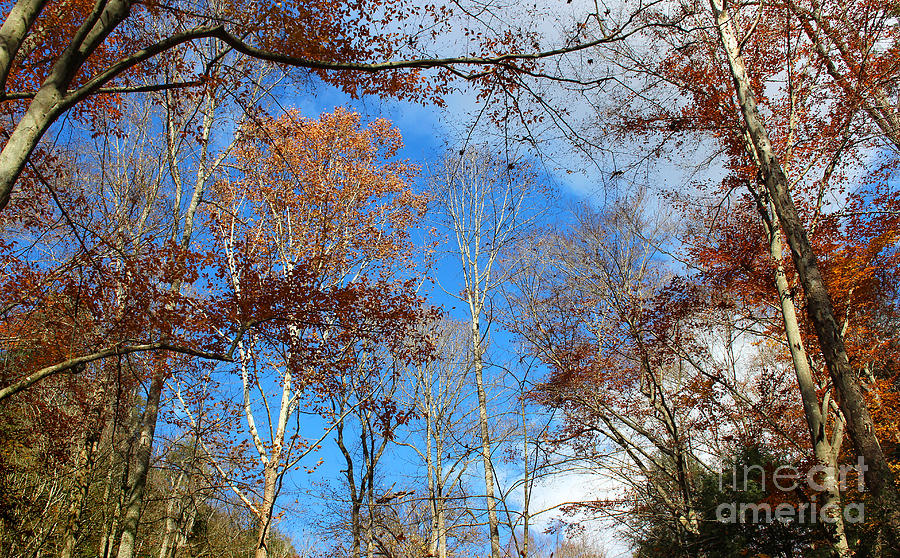 Autumn Trees and Heaven Photograph by Karen Adams
