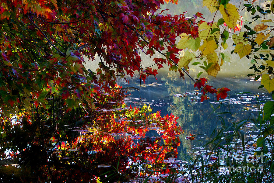 Autumn Trees and Reflections  Photograph by Nancy Mueller