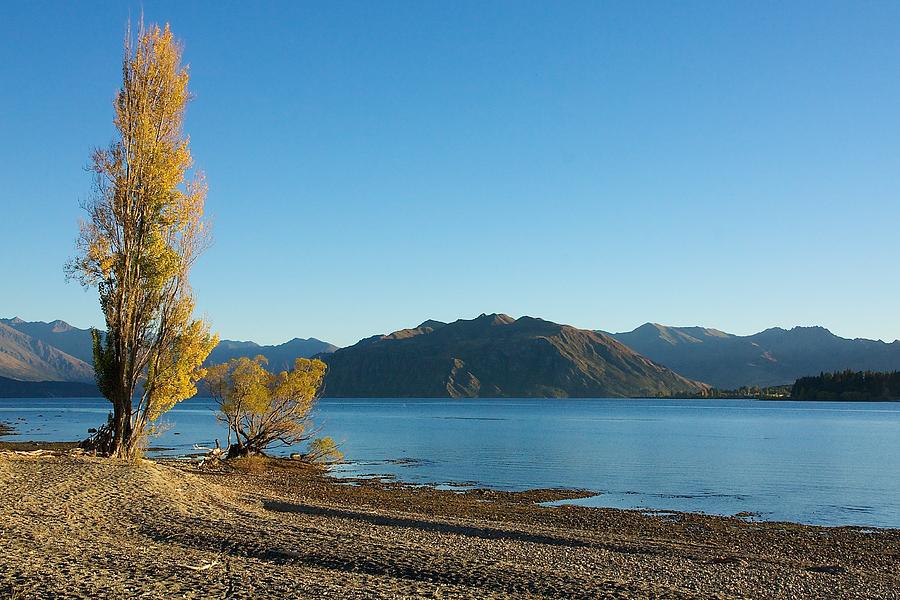 Autumn Trees at Lake Wanaka Photograph by Stuart Litoff