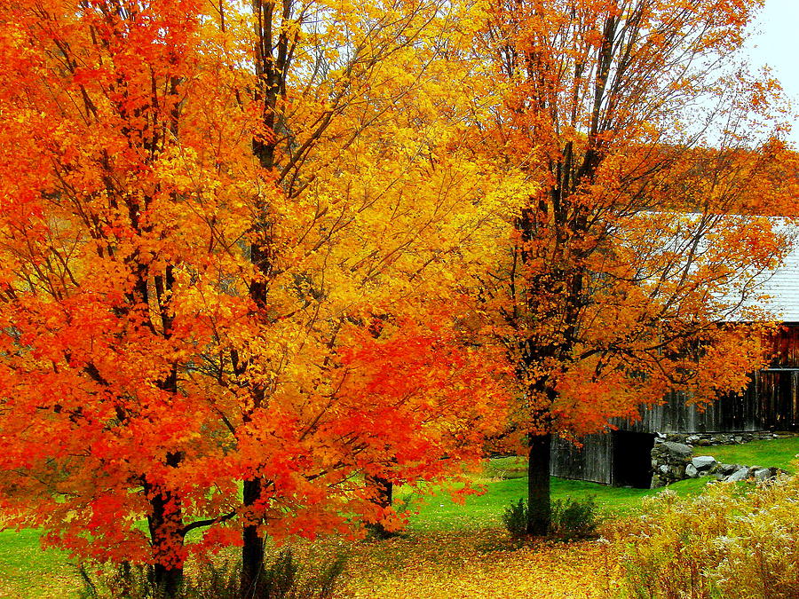 Autumn Trees By Barn Photograph by Rodney Lee Williams