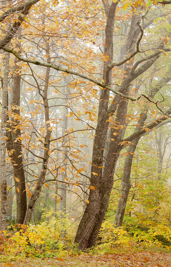 Autumn Trees by Jo Ann Tomaselli Photograph by Jo Ann Tomaselli