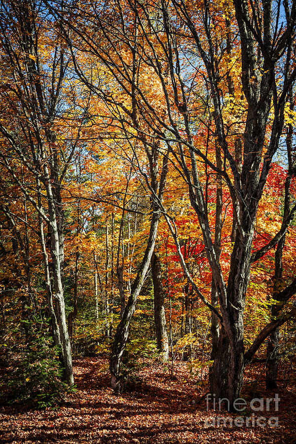 Autumn trees Photograph by Elena Elisseeva