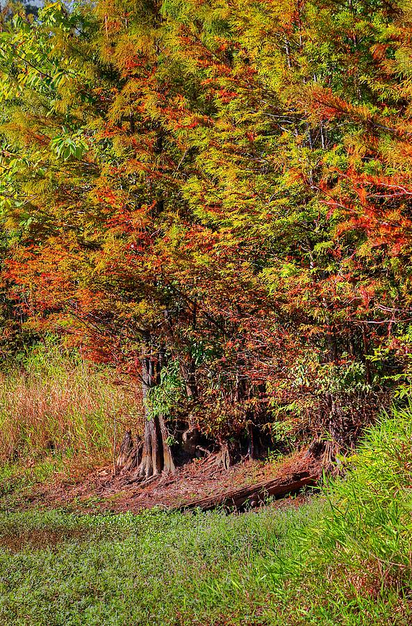 Autumn Trees Photograph by Ester McGuire