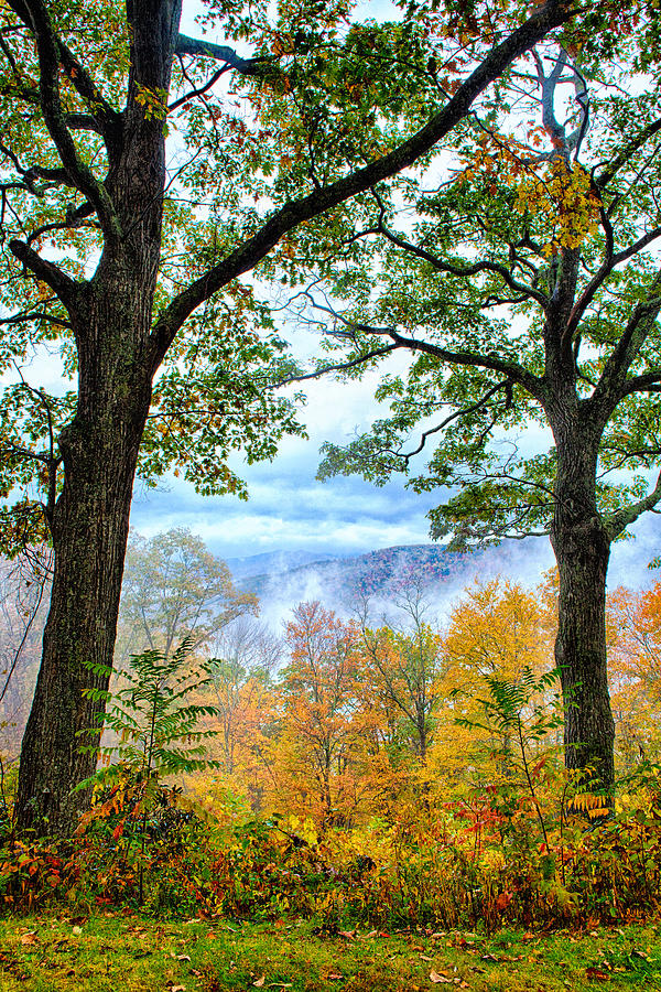 Autumn Trees in the Blue Ridge Photograph by Dan Carmichael