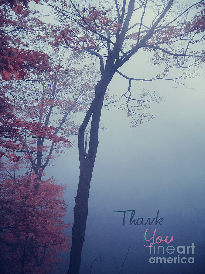 Autumn Trees in the Mist - Thank You Card Photograph by Aimelle Ml