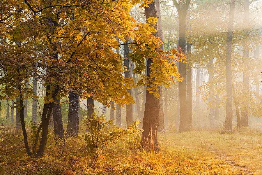 Autumn trees in the misty forest. Photograph by Anton Petrus