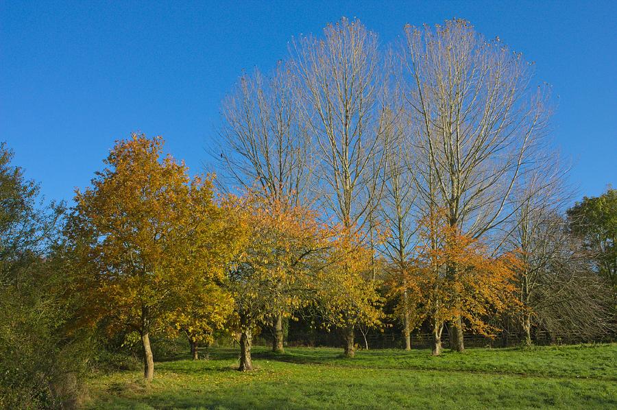 Autumn Trees Photograph by Jeremy Hayden