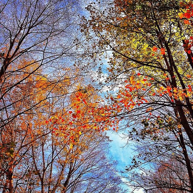 Fall Photograph - Autumn Trees Like Abstract by Audrey Park