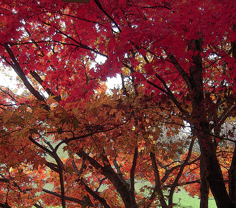 Autumn Trees Photograph by Michele Avanti