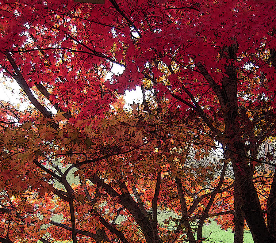 Autumn Trees Photograph