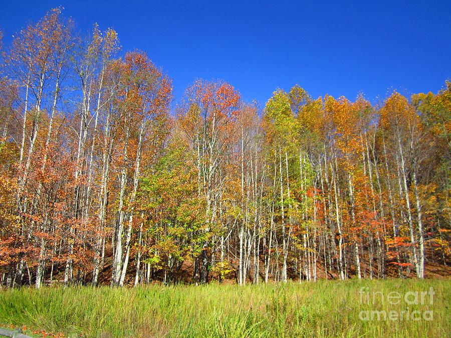 Autumn Trees Reaching for Blue Photograph by Cynthia  Clark