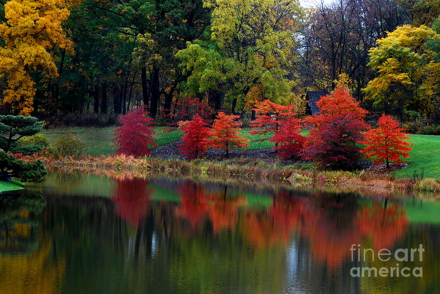 Autumn Trees Reflection Photograph by Nancy Mueller