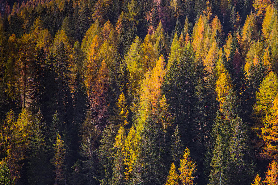 Autumn trees Photograph by Stefano Termanini