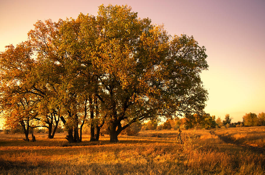 Fall Photograph - Autumn Trees by Svetlana Sewell