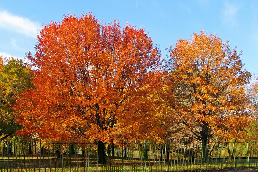 Autumn Trees Photograph by Thomas McGuire - Fine Art America