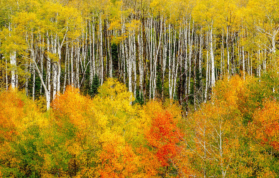 Autumn Trees Photograph by Tim Reaves