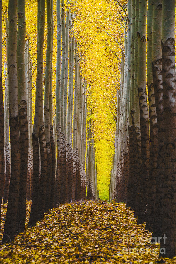 Fall Photograph - Autumn trees by Vishwanath Bhat
