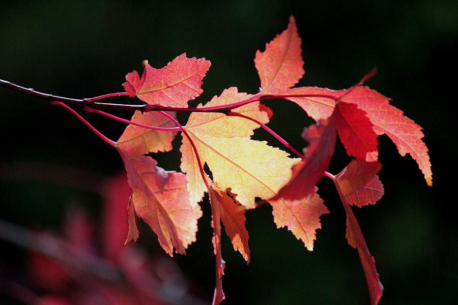 Autumn Photograph by Trent Mallett