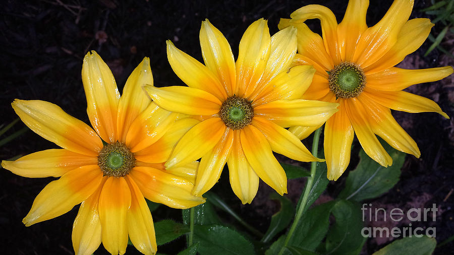 Black Eyed Susans Photograph - Autumn Trinity by Amy Steeples