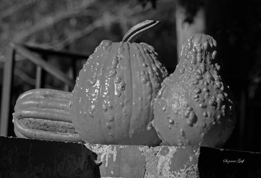 Autumn Trio in Black and White Photograph by Suzanne Gaff