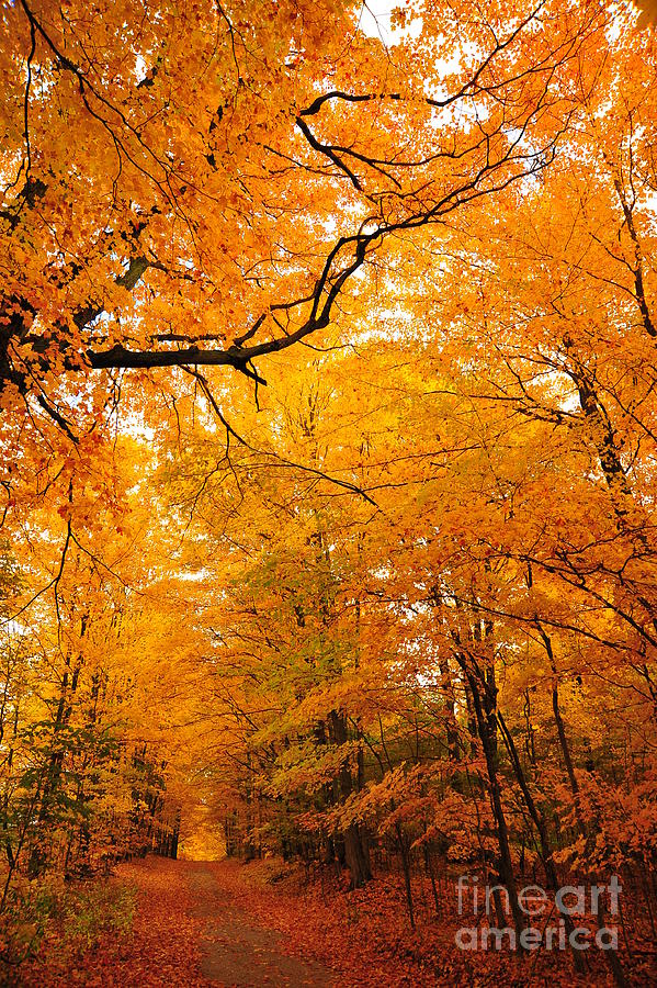 Autumn Tunnel of Trees 2 Photograph by Terri Gostola