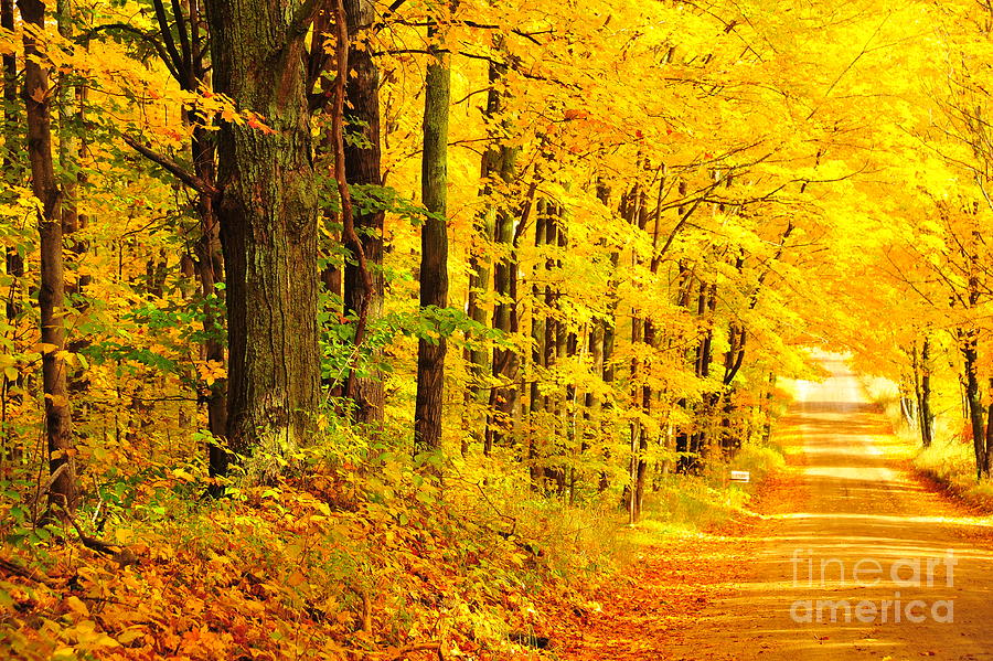 Golden Tunnel in Autumn Photograph by Terri Gostola