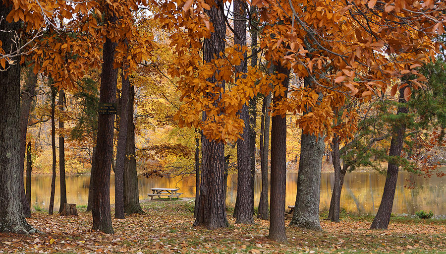 Tree Photograph - Autumn View by Sandy Keeton