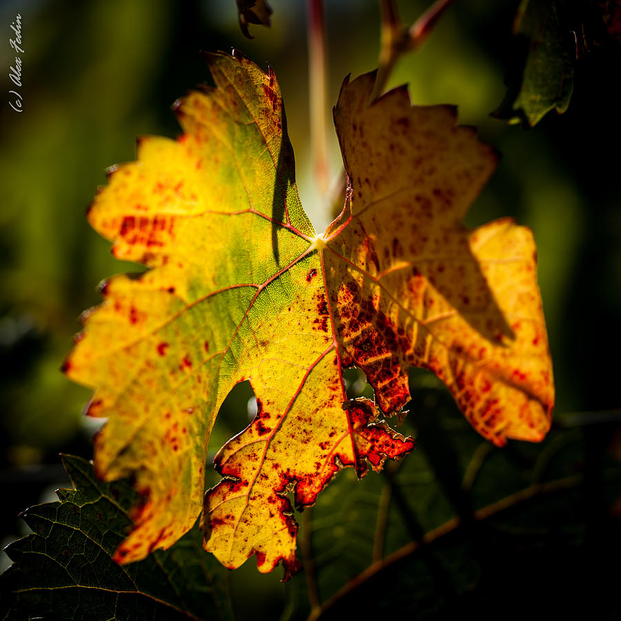 Fall Photograph - Autumn Vine by Alexander Fedin