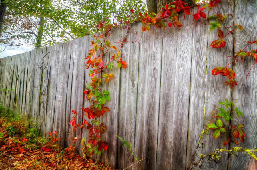Autumn Vines Photograph by Donna Doherty