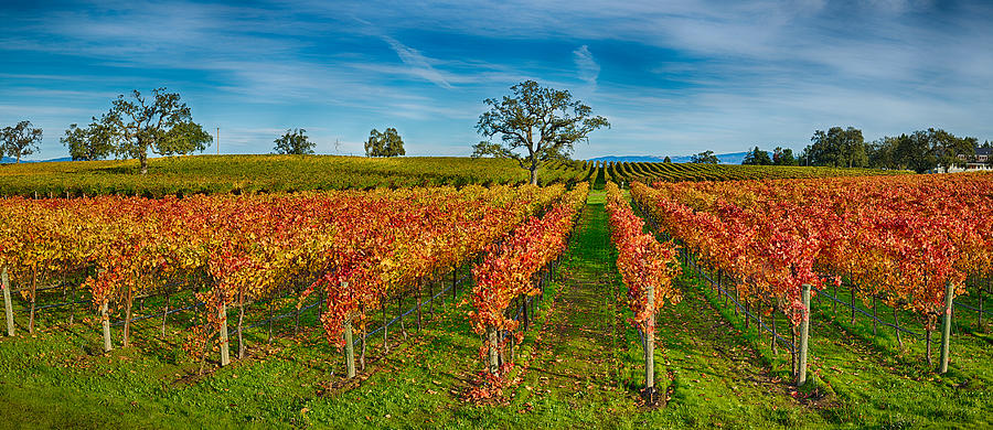 Autumn Vineyard At Napa Valley Photograph by Panoramic Images - Fine ...