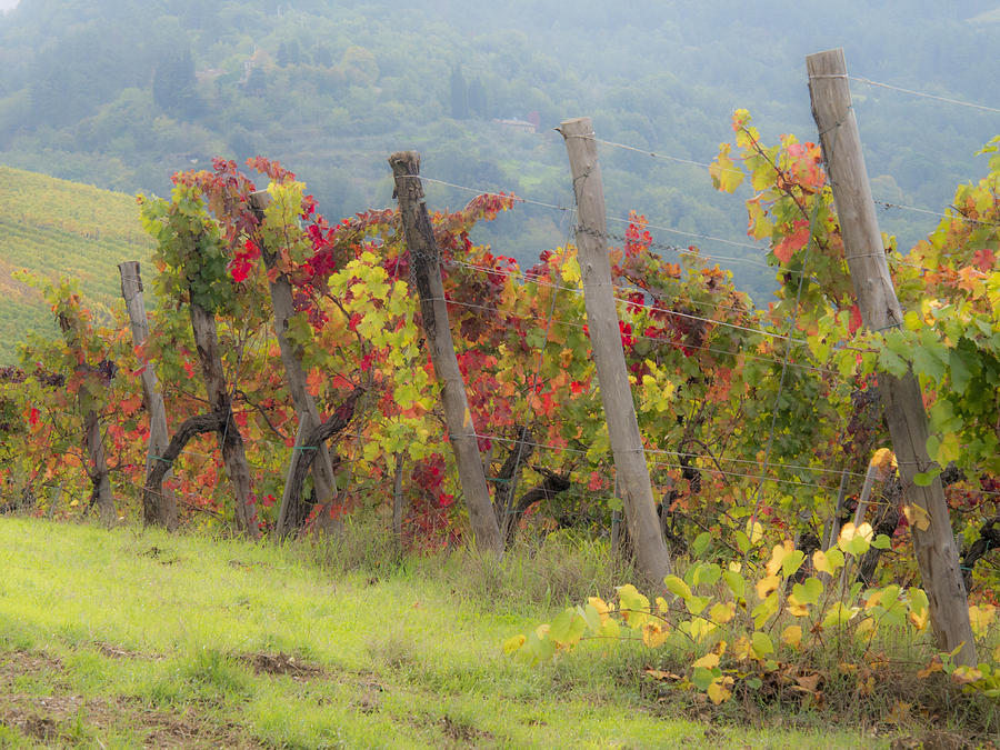 Autumn vineyard Photograph by Eggers Photography