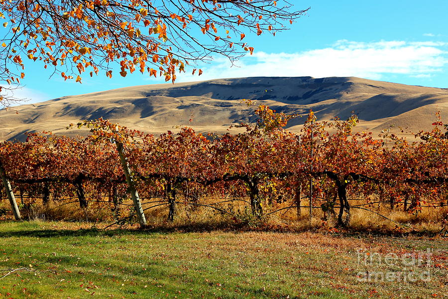 Autumn Vineyard in the Valley Photograph by Carol Groenen