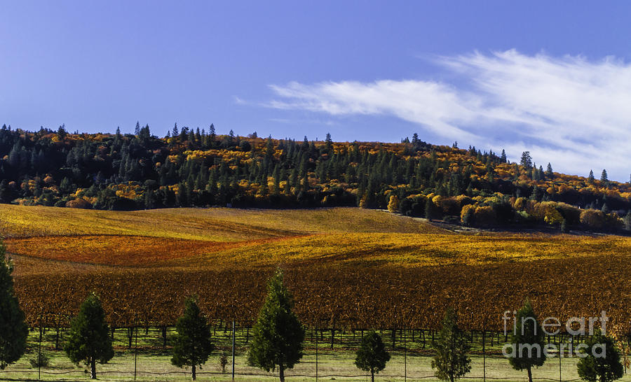 Autumn Vineyard Photograph by Mitch Shindelbower