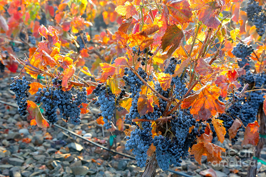 Autumn Vineyard Sunlight Photograph