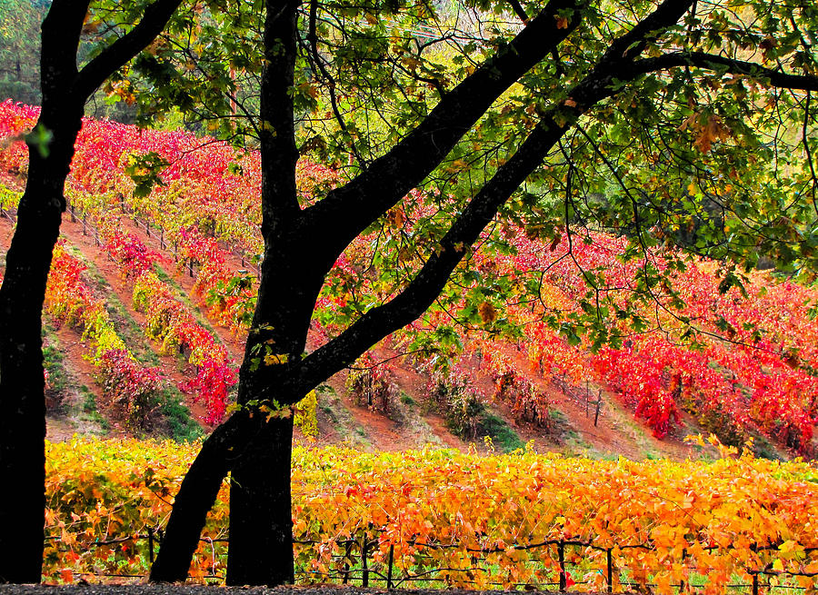 Gold Country Autumn Vineyard  Photograph by Leslie Wells