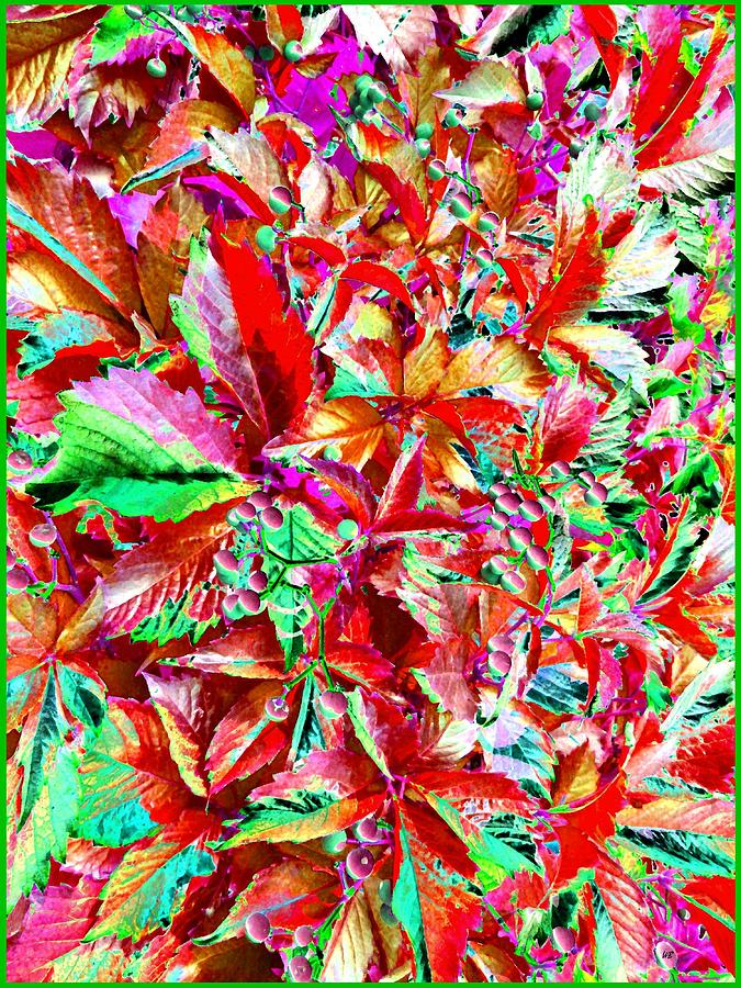 Autumn Virginia Creeper Digital Art by Will Borden