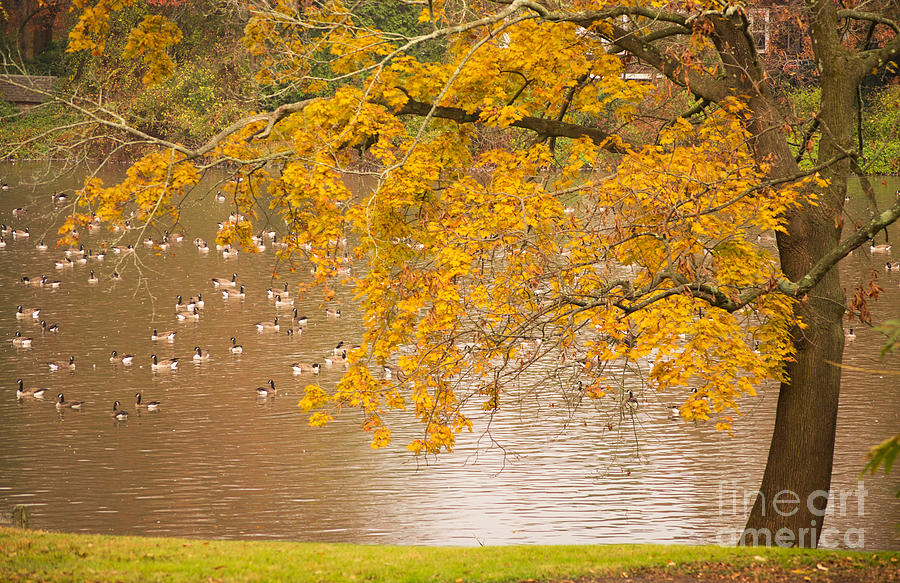 Fall Photograph - Autumn visitors by Rima Biswas