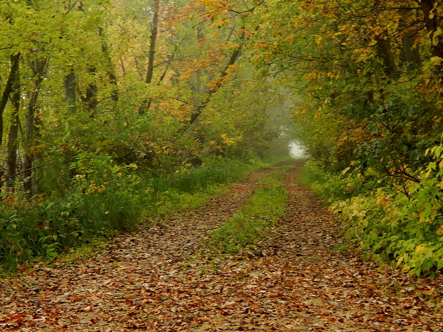 Autumn Wagon Trail Photograph by Wild Thing
