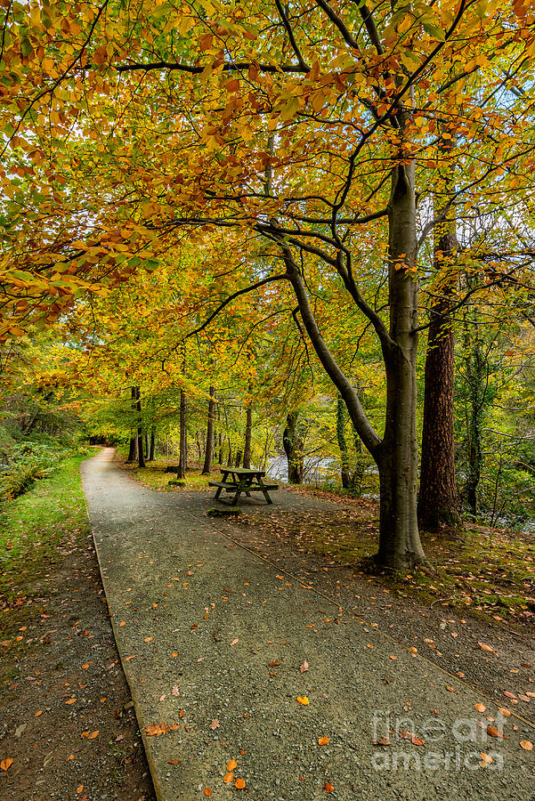 Fall Photograph - Autumn Walk by Adrian Evans
