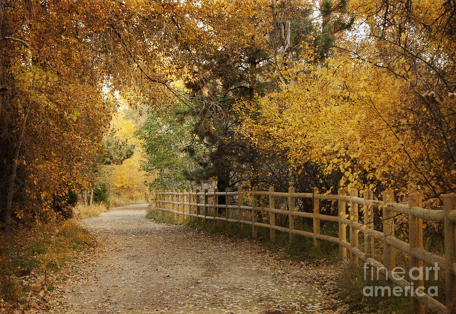 Autumn Walk Photograph by Juli Scalzi
