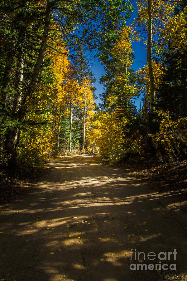 Fall Photograph - Autumn Walk by Mitch Shindelbower